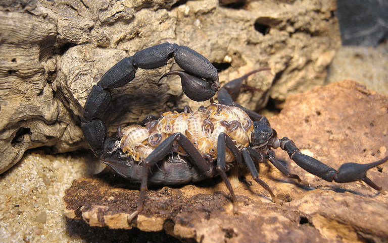Grosphus grandidieri