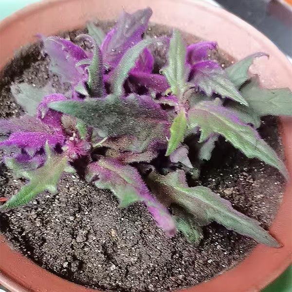 purple fuzzy house plant Gynura aurantiaca for Sale