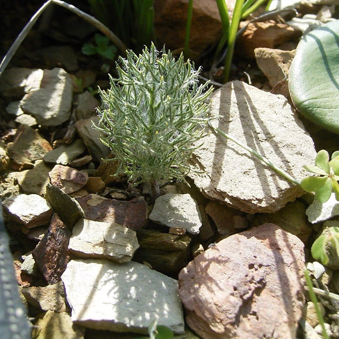 Haasklossie ( Eriospermum paradoxum )