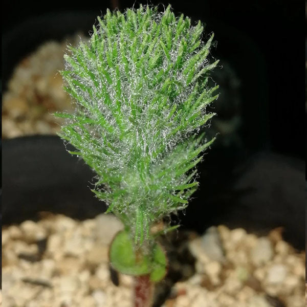 Haasklossie ( Eriospermum paradoxum )