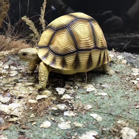 Handcrafted Turtle Figurine – Ploughshare Tortoise model