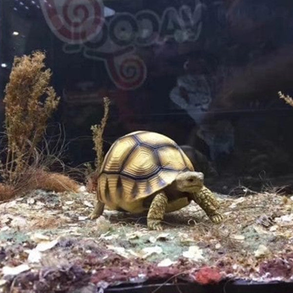Handcrafted Turtle Figurine – Ploughshare Tortoise model
