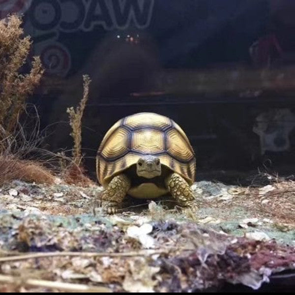 Handcrafted Turtle Figurine – Ploughshare Tortoise model