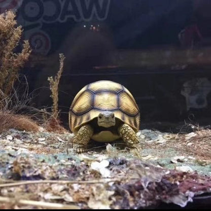 Handcrafted Turtle Figurine – Ploughshare Tortoise model