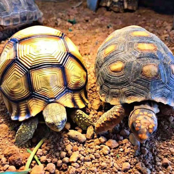 Handcrafted Turtle Figurine – Ploughshare Tortoise model