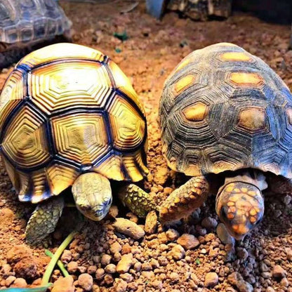 Handcrafted Turtle Figurine – Ploughshare Tortoise model