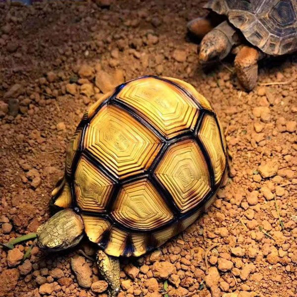 Handcrafted Turtle Figurine – Ploughshare Tortoise model