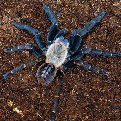Haplopelma sp ‘Bach Ma’