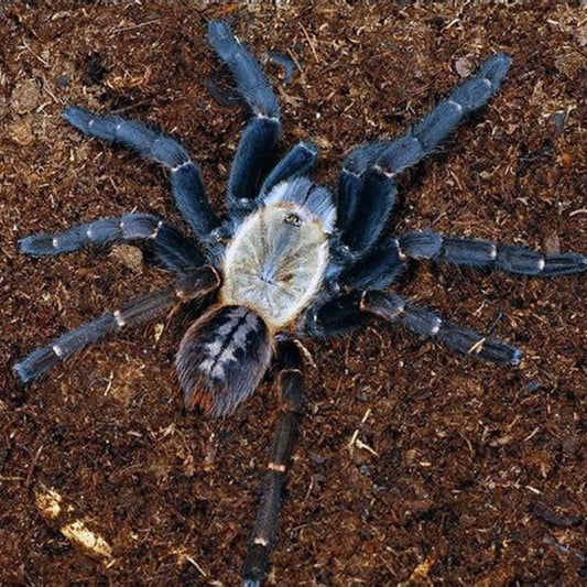 Haplopelma sp ‘Bach Ma’