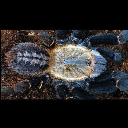 Haplopelma sp ‘Bach Ma’