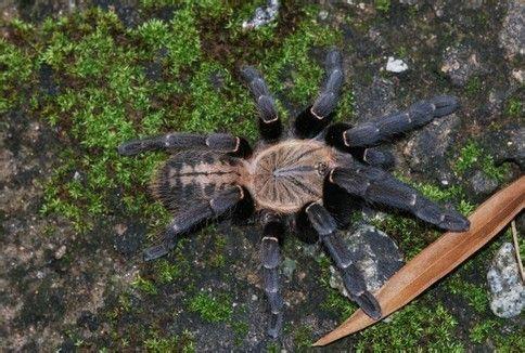 Haplopelma sp ‘Bach Ma’