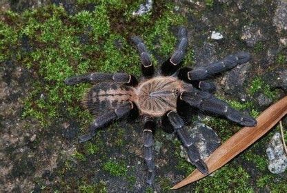 Haplopelma sp ‘Bach Ma’