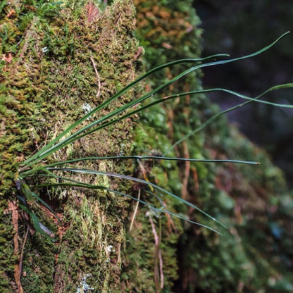 Vittaria flexuosa