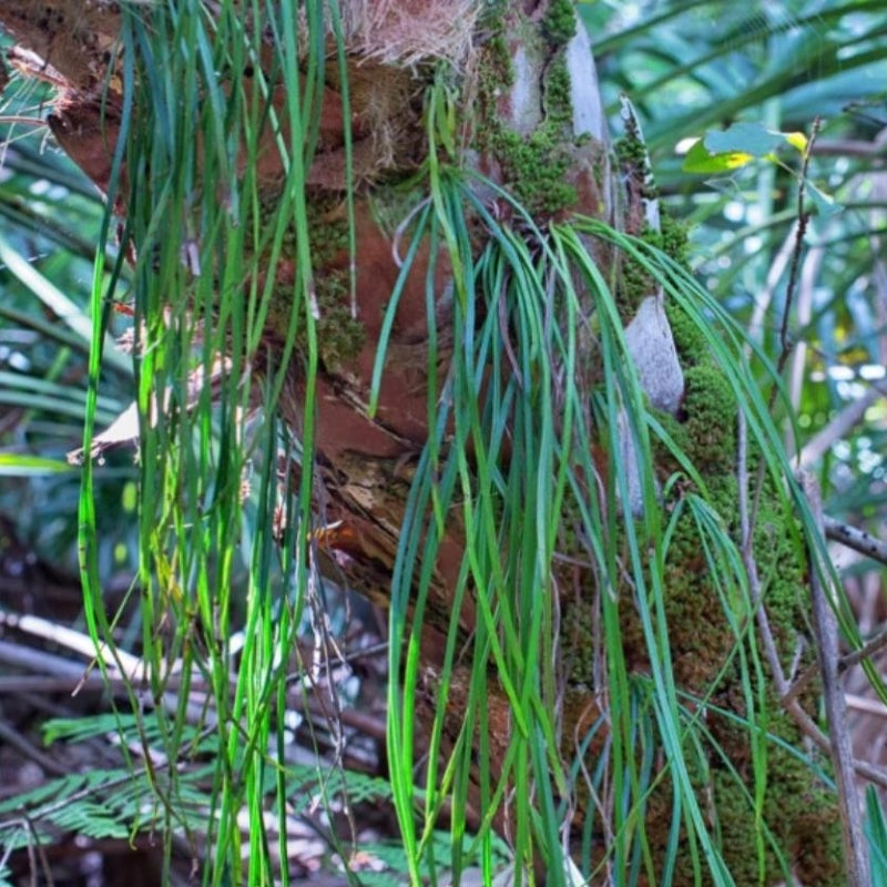 Vittaria flexuosa