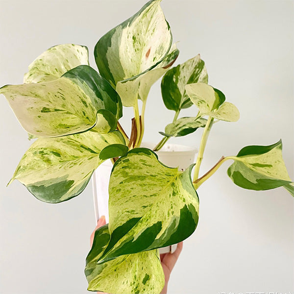 Pothos "Happy Leaf" (Epipremnum Aureum)