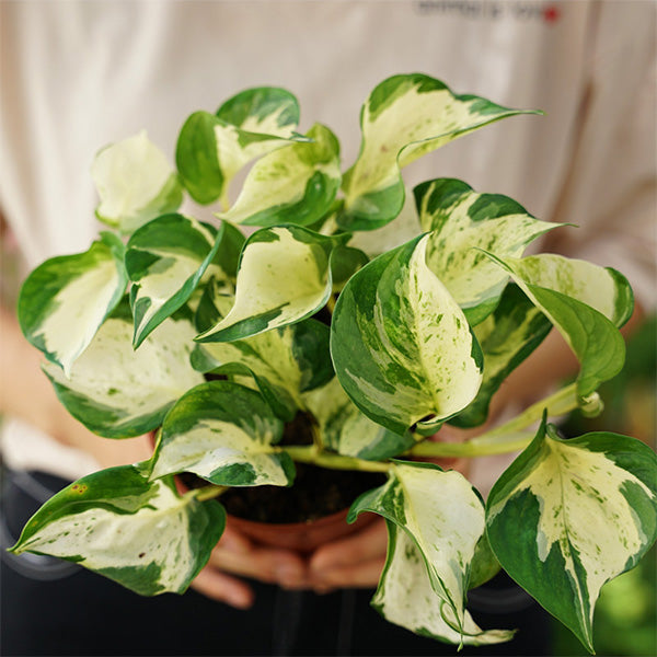 Pothos "Happy Leaf" (Epipremnum Aureum)