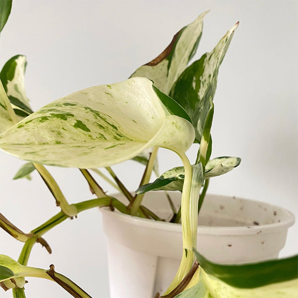 Pothos "Happy Leaf" (Epipremnum Aureum)