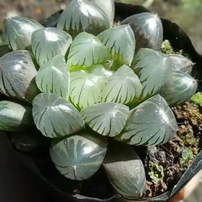 Haworthia cooperi var. pilifera