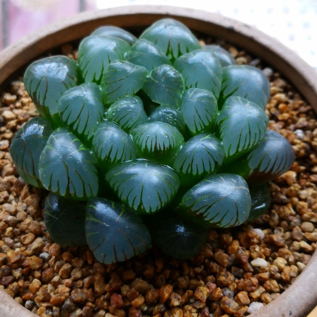 Haworthia cooperi var. pilifera