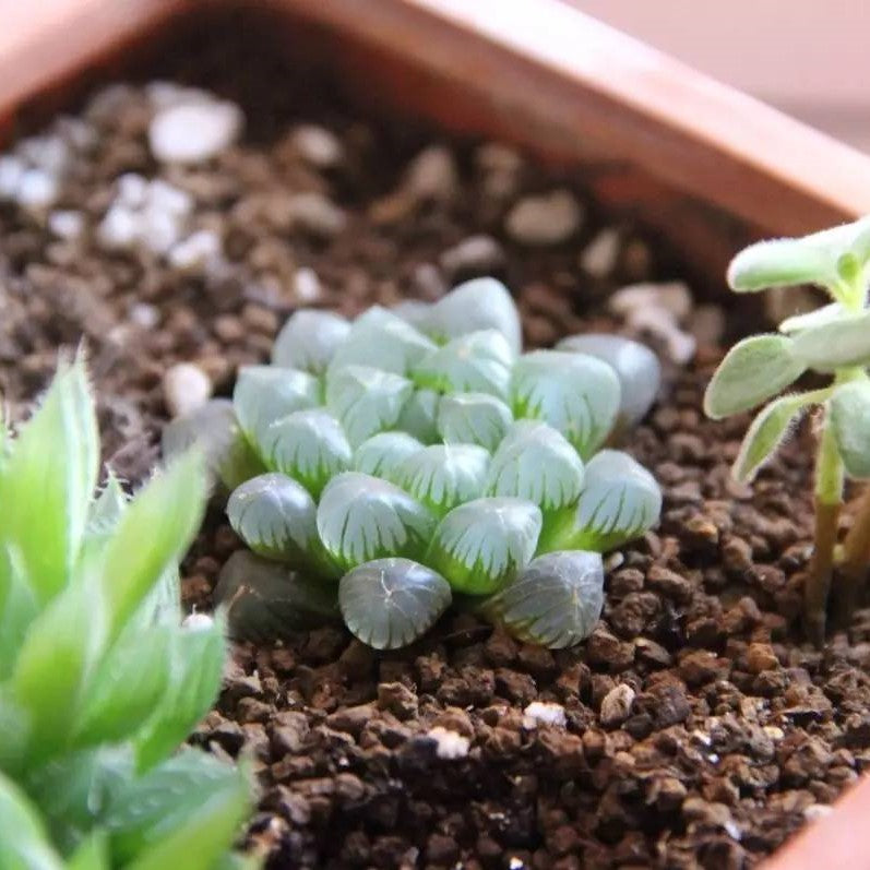 Haworthia cooperi var. pilifera