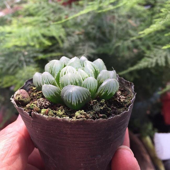 Haworthia cooperi var. truncata