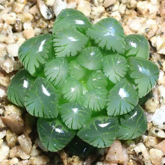 Haworthia cooperi var. truncata