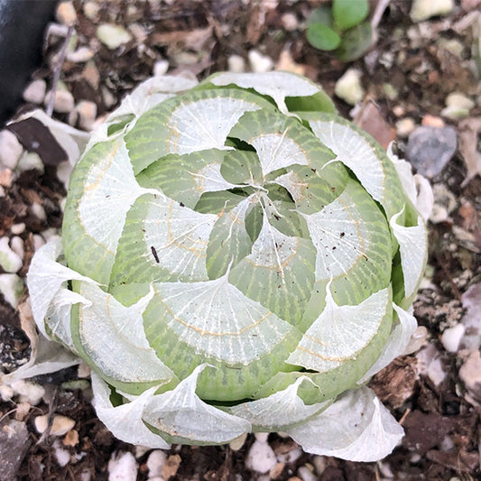 Haworthia lockwoodii