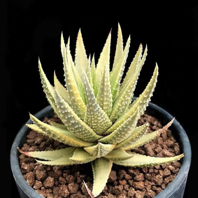 Haworthia pumila