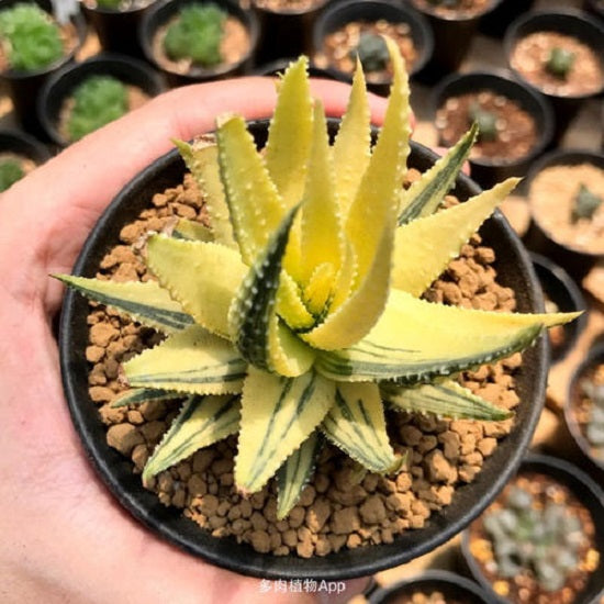Haworthia pumila