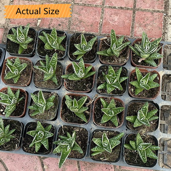 Haworthia pumila ' Tears of Angels '