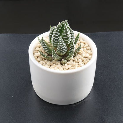 Haworthia reinwardtii