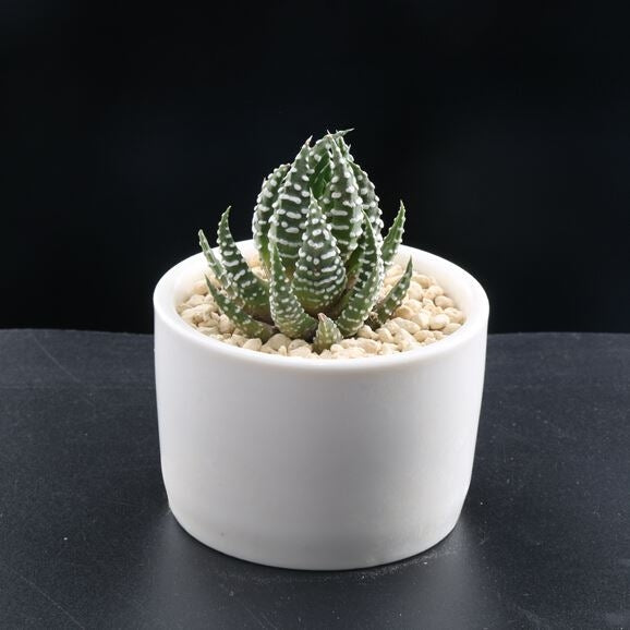Haworthia reinwardtii