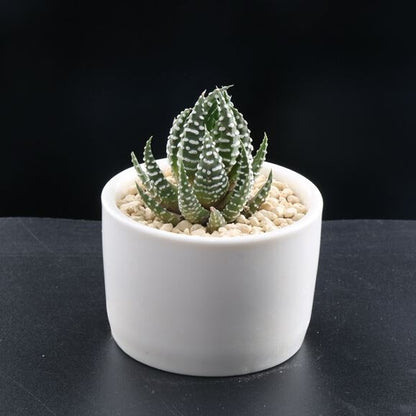 Haworthia reinwardtii