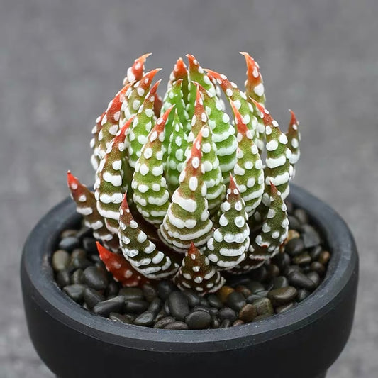 Haworthia reinwardtii var. arachibaldiae