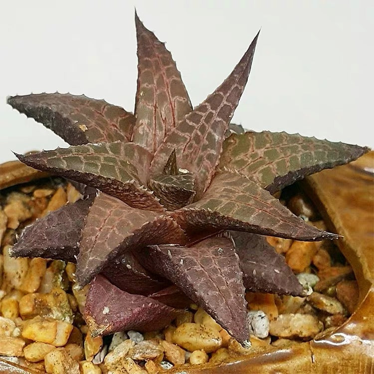 Venstertjie (Haworthia venosa ssp. tessellata)