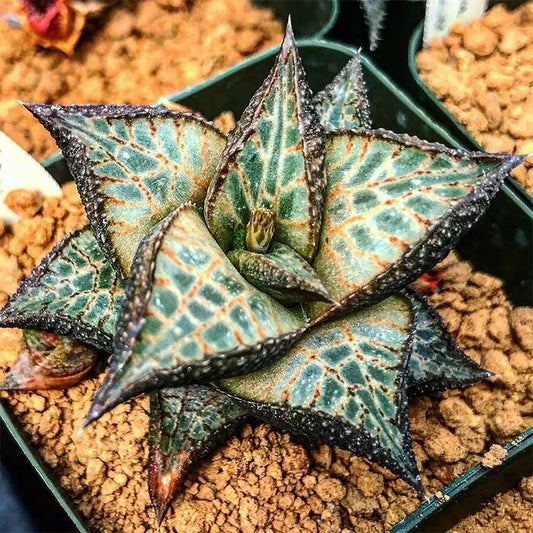 Venstertjie (Haworthia venosa ssp. tessellata)