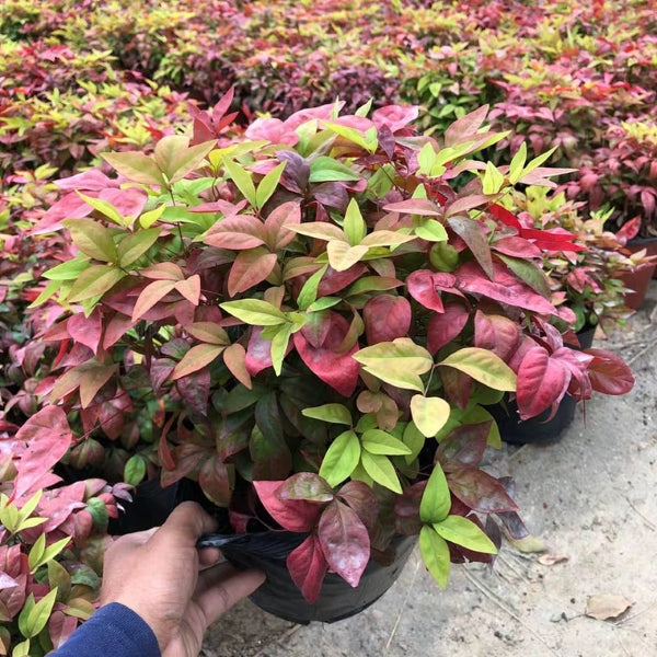 Heavenly Bamboo ( Nandina domestica ' Firepower ' )