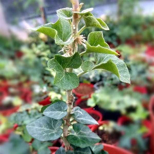 Hedera Helix Erecta (Hedera linn)