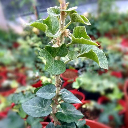 Hedera Helix Erecta (Hedera linn)
