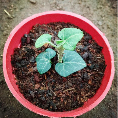 Hedera Helix Erecta (Hedera linn)
