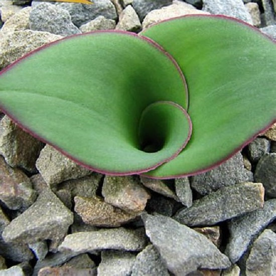 Hedgehog lily (Massonia depressa)