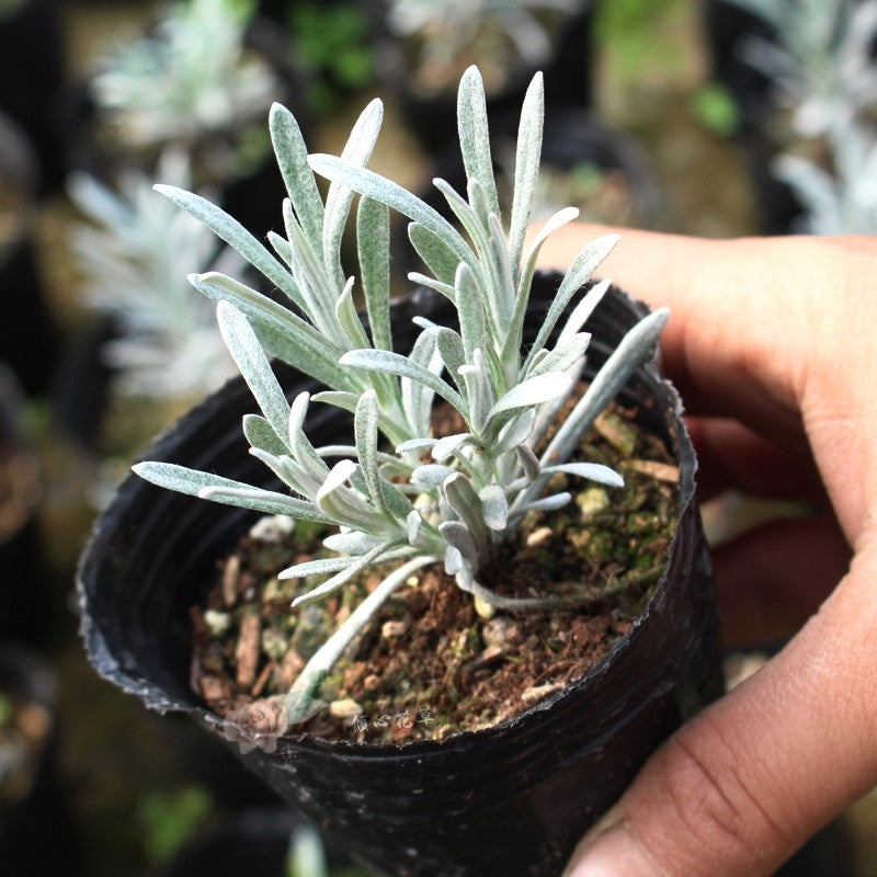 Helichrysum ’ Crystal Ice ‘