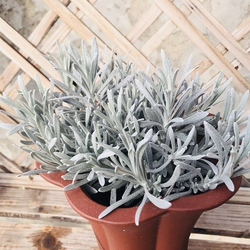 Helichrysum ’ Crystal Ice ‘