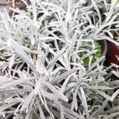Helichrysum ’ Crystal Ice ‘