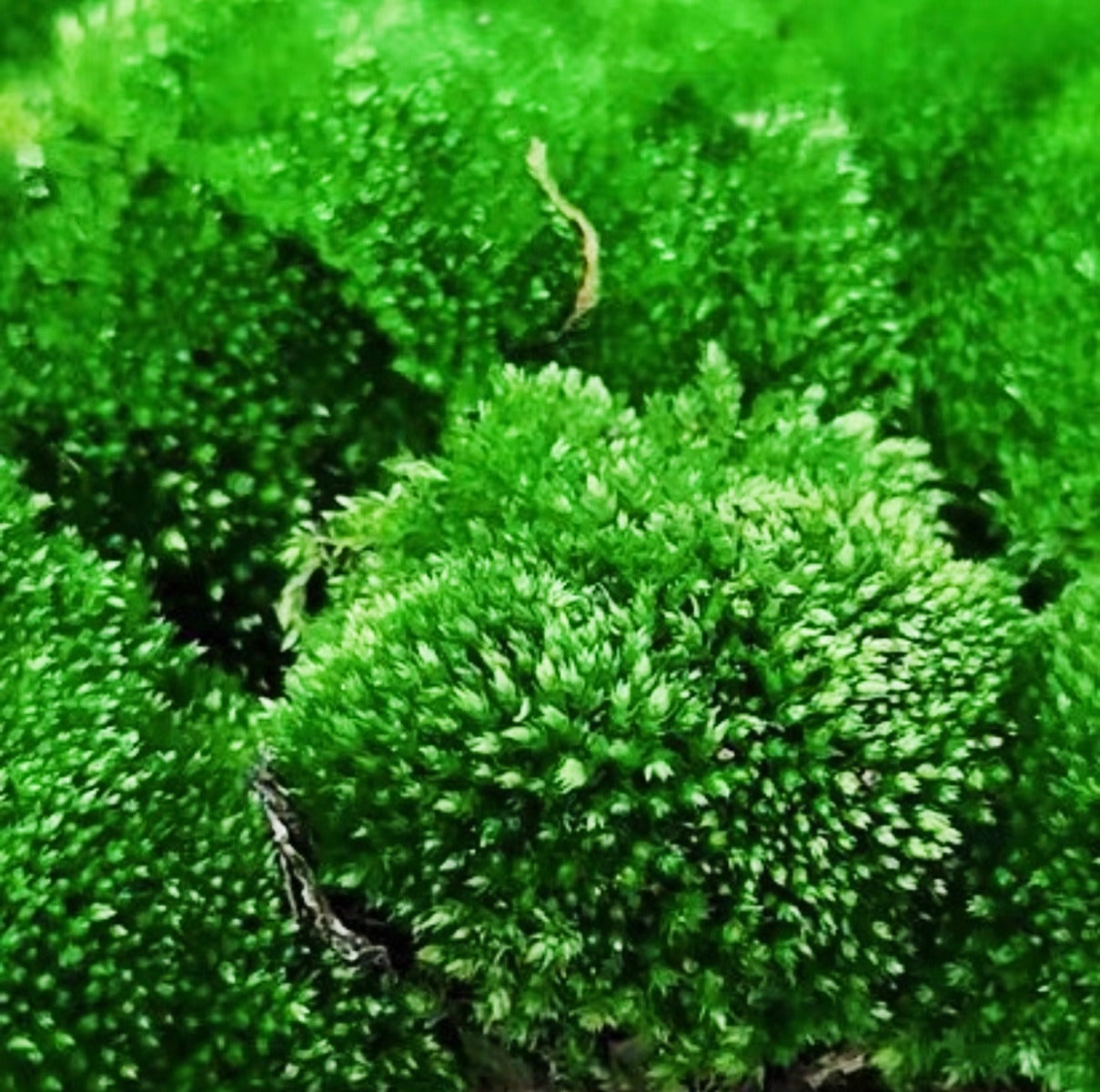 Herb of Cord Moss ( Funaria hygrometrica )