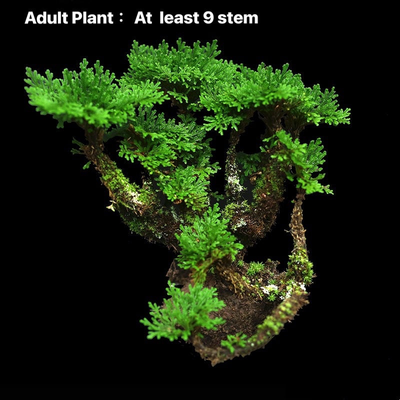 Selaginella pulvinata -Adult plant