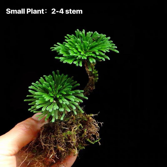 Selaginella pulvinata -Small plant