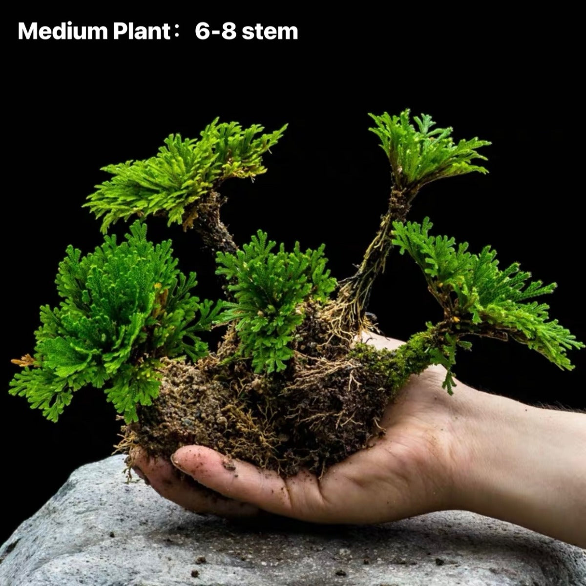 Selaginella pulvinata -Medium plant