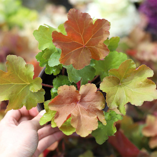 Heuchera Caramel