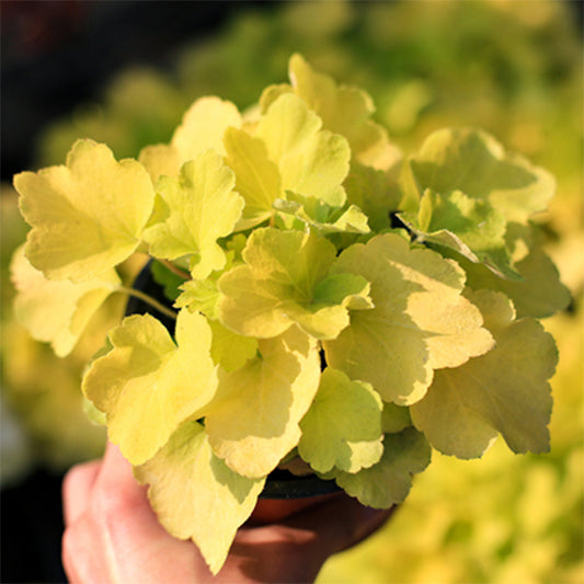 Heuchera citronelle